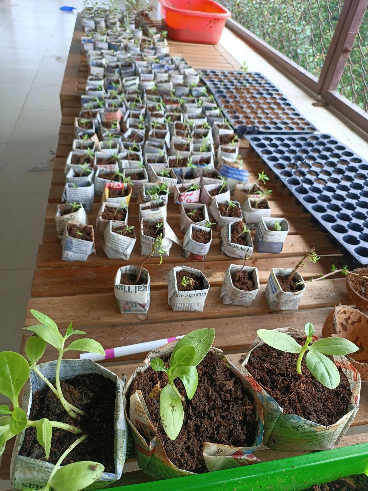 Seedlings growing in a nursery tray in the school garden